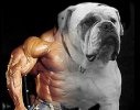 hugh mungus's Avatar